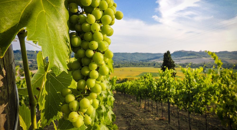 Vines - 147368657 Vines - 147368657